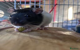 Rat rodents for sale: 3 male rats for rehoming(with cage and accessories - Image 5