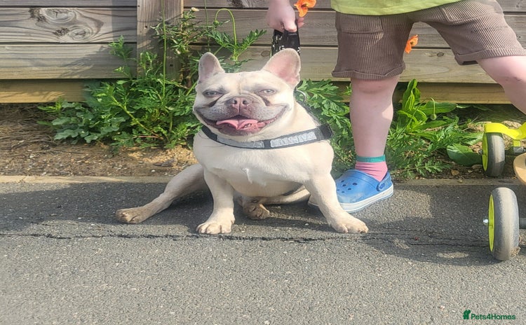 French Bulldog dogs Rolley  - Advert 1