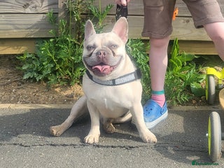 French Bulldog dogs Rolley - Advert 1