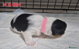 Biewer Terrier dogs for sale: Biewier terrier  - Image 12