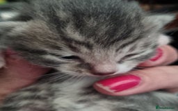 Maine Coon cats for sale: Main coon/ British short hair mix - Image 11