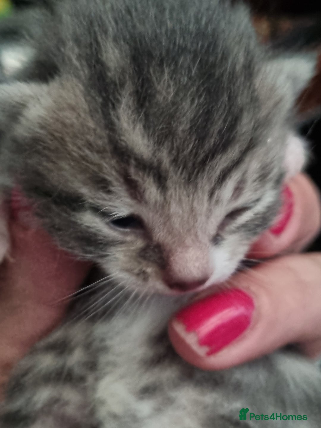 Maine Coon cats for sale: Main coon/ British short hair mix - Image 11