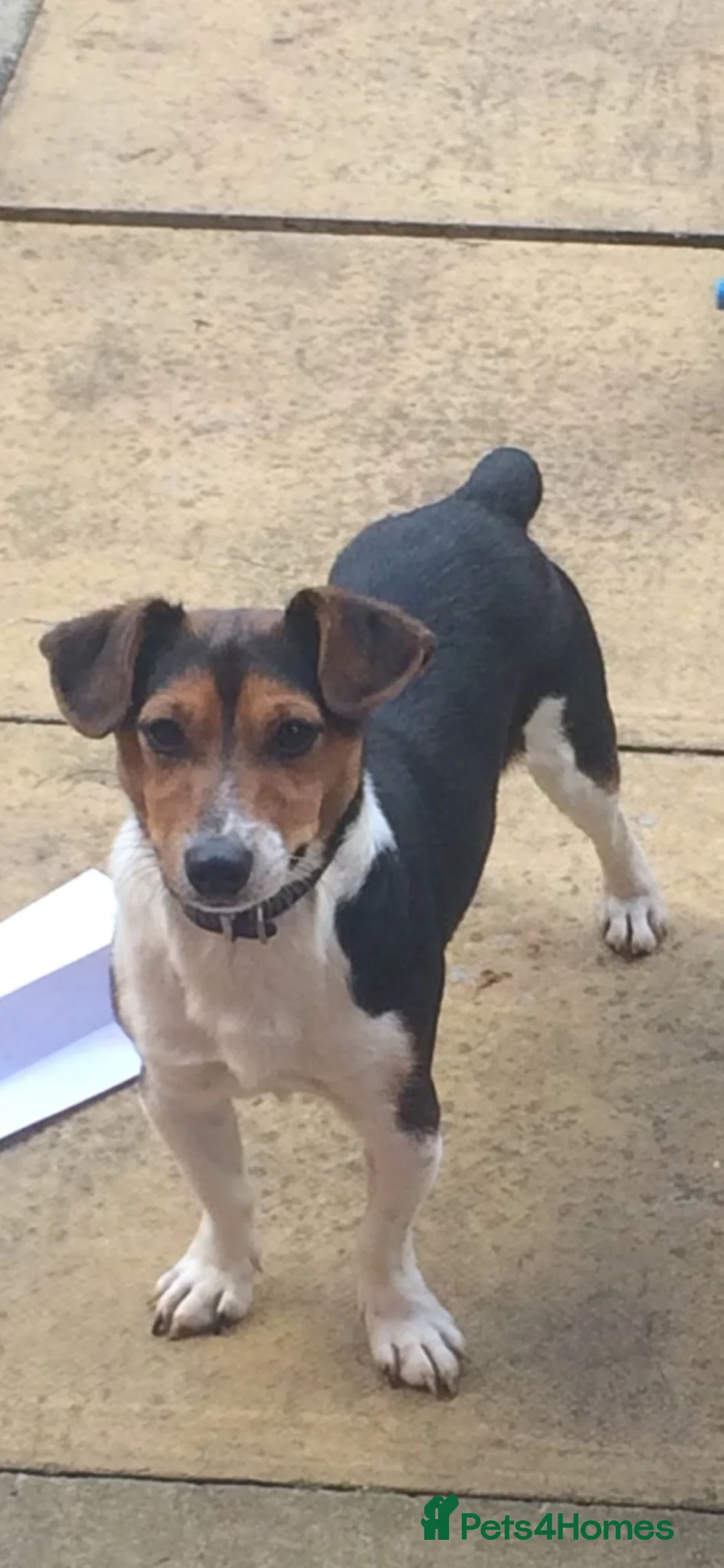 Jackshund dogs for sale:  miniature dachshund x jack Russel puppies  - Advert 9