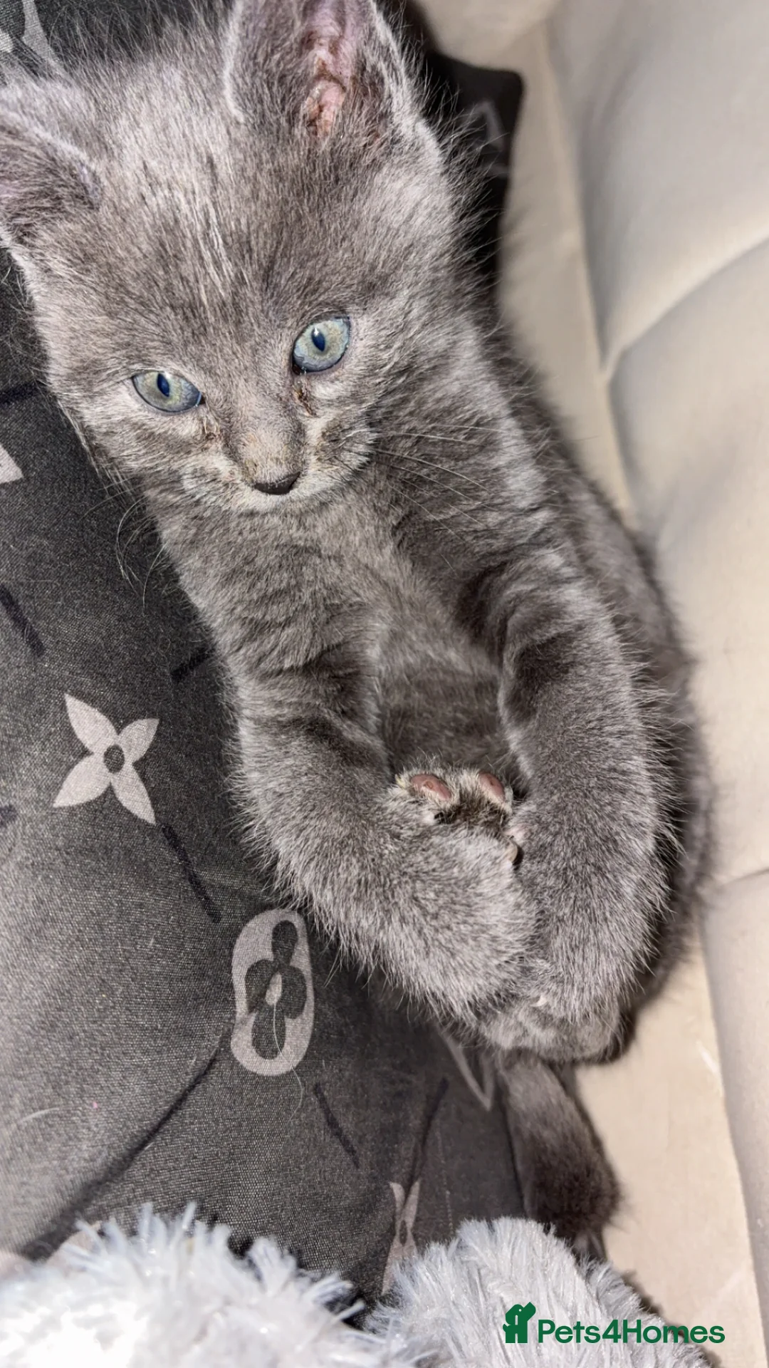 British Shorthair cats for sale: 9 week old Pure grey cuddly kitten 💗💗 - Advert 5