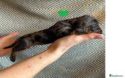 Miniature Dachshund dogs for sale: Miniature Dachshund Puppies for Sale - Image 12