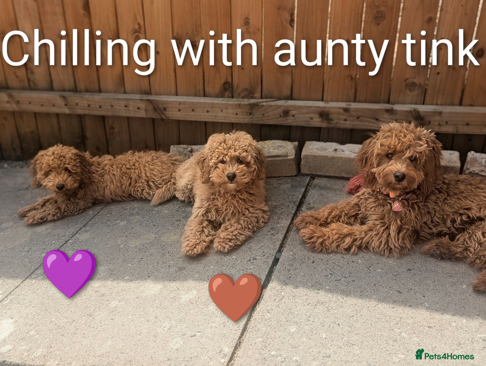 Cavapoo dogs *Reduced* Last two boys 💜🤎 - Advert 4