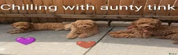 Cavapoo dogs for sale: Last two gorgeous boys 😍 💜🤎 - Advert 1