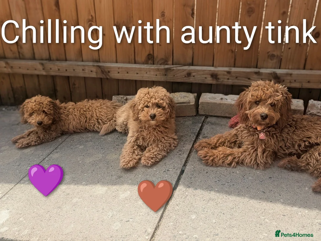 Cavapoo dogs for sale: Last two gorgeous boys 😍 💜🤎 - Advert 1