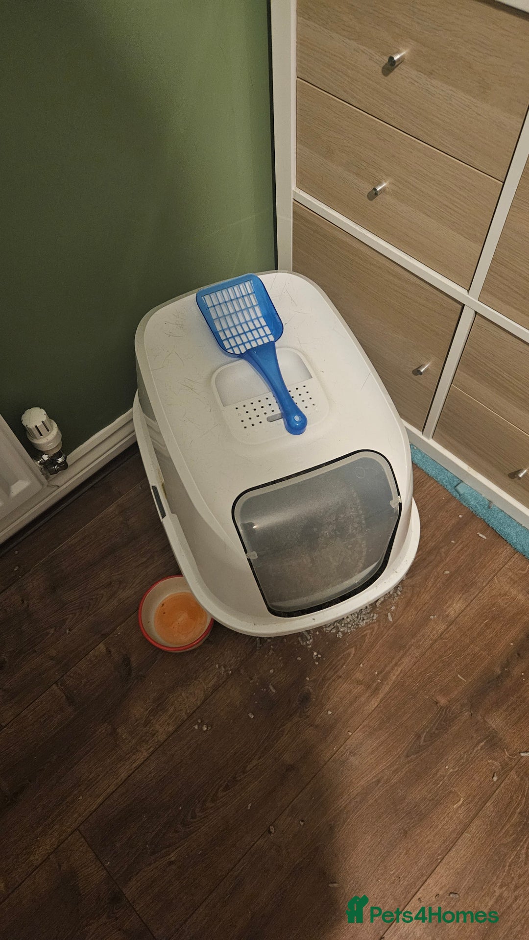 British Shorthair cats for sale: Boy cat for sale includes food/bed/toys - Advert 9