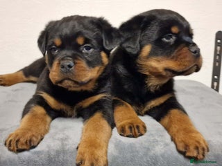 Rottweiler dogs Rottweiler pups - Advert 2