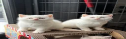 British Shorthair cats for sale: British shorthair kittens 😺 - Advert 16