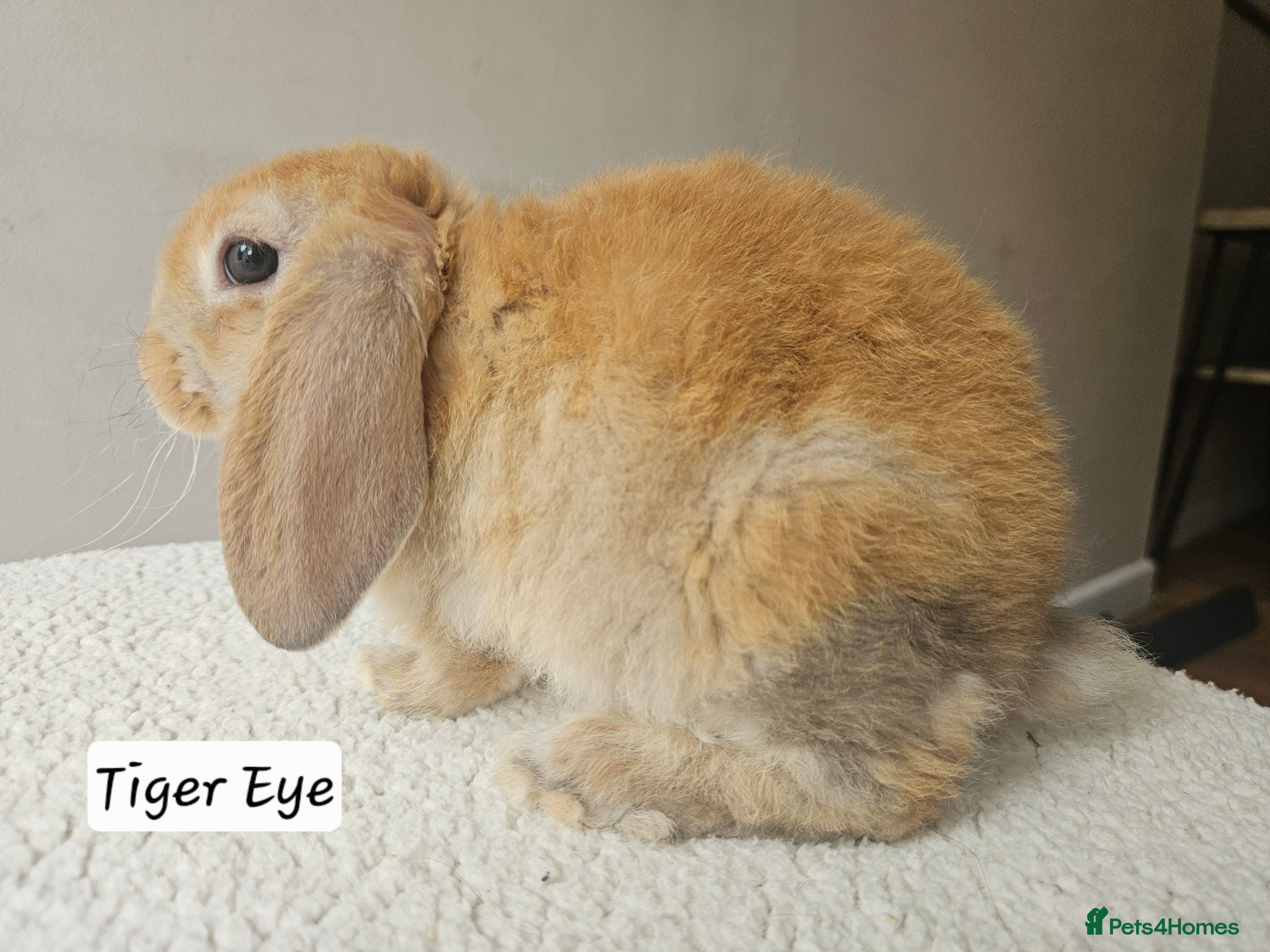 Mini Lop rabbits Purebred Mini Plush Lops Blues & Orange  - Advert 2
