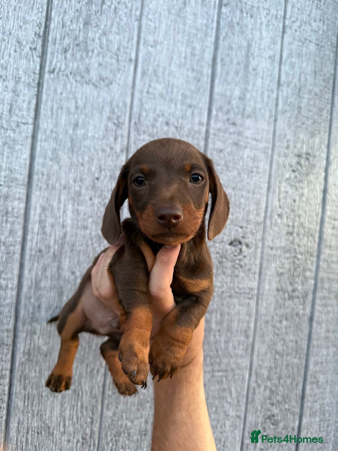 Miniature Dachshund dogs KC registered miniature dachshund puppies - Advert 6