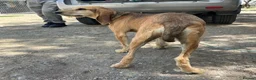 Segugio Italiano dogs for adoption: Loumi (wire-haired Segugio Italiano) in Edinburgh - Advert 19