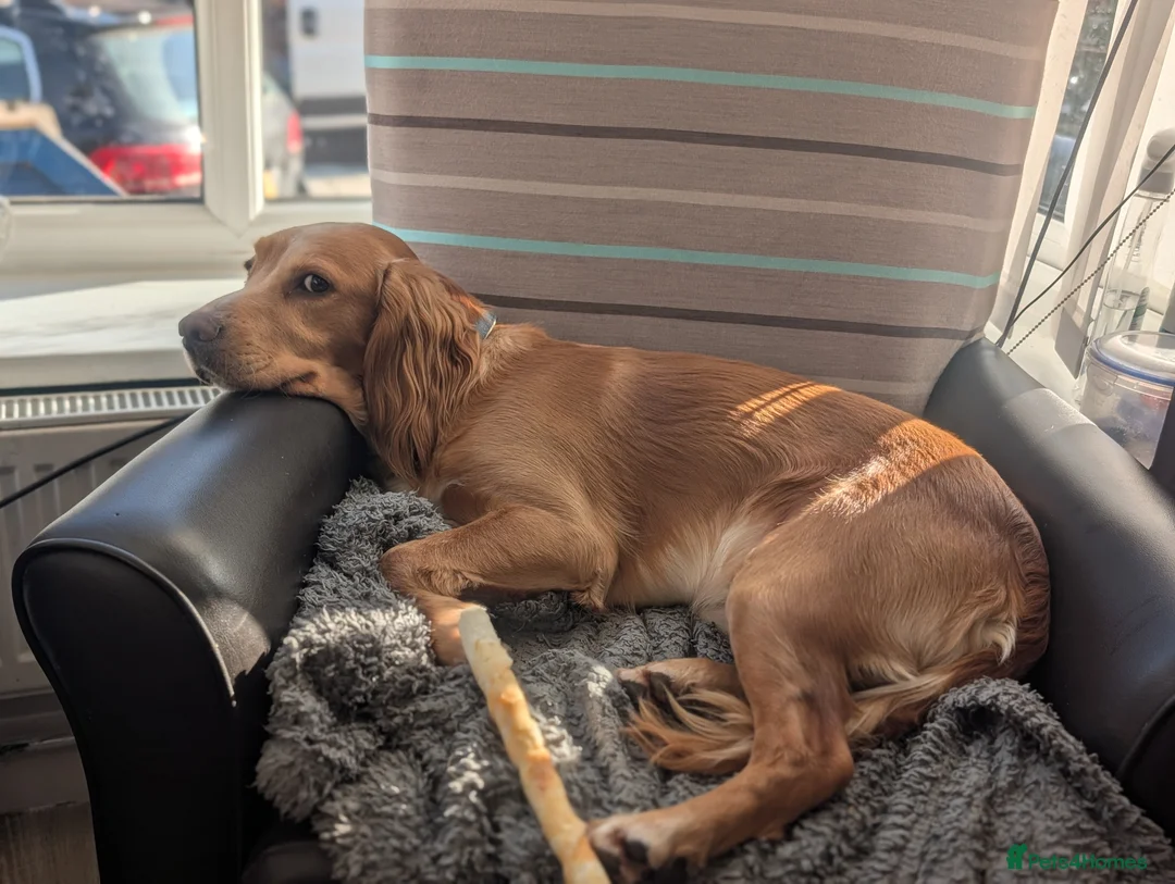 Cocker Spaniel dogs for sale: Beautiful male cocker spaniel  - Advert 5