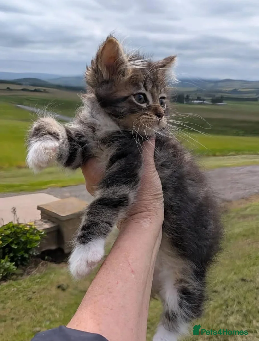 Maine Coon cats for sale: Maine Coon kittens in Buckie - Advert 1