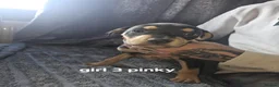 Mixed Breed dogs for sale: Saluki bull - Advert 5