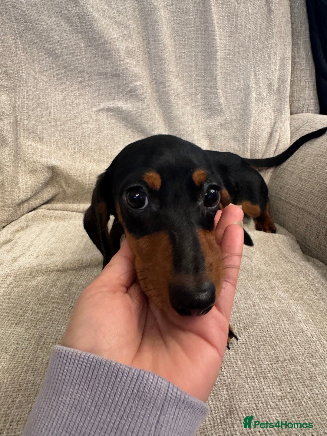 Miniature Dachshund dogs for sale: Miniature dachshunds  - Advert 8
