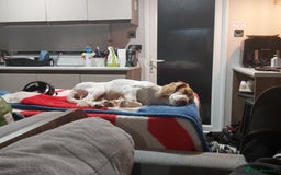 Cocker Spaniel dogs for sale: Working cocker spaniel female  - Image 3