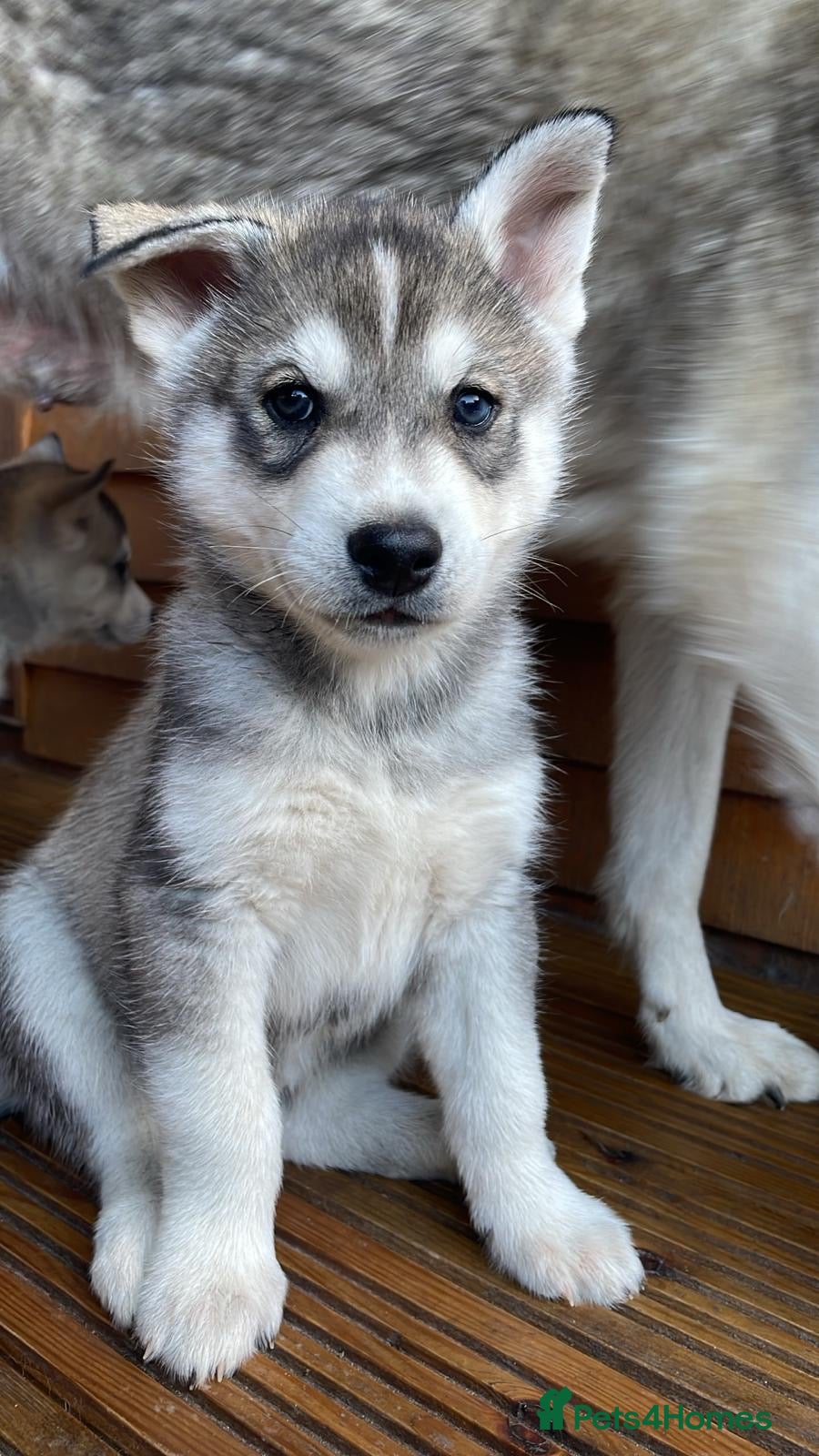 Siberian Husky dogs Siberian Husky Puppy for sale !  - Advert 1