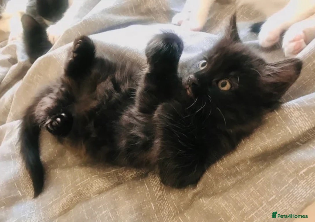 Mixed Breed cats 💕Fluffy M/L Hair Ragdoll X kittens! 💕 - Advert 17