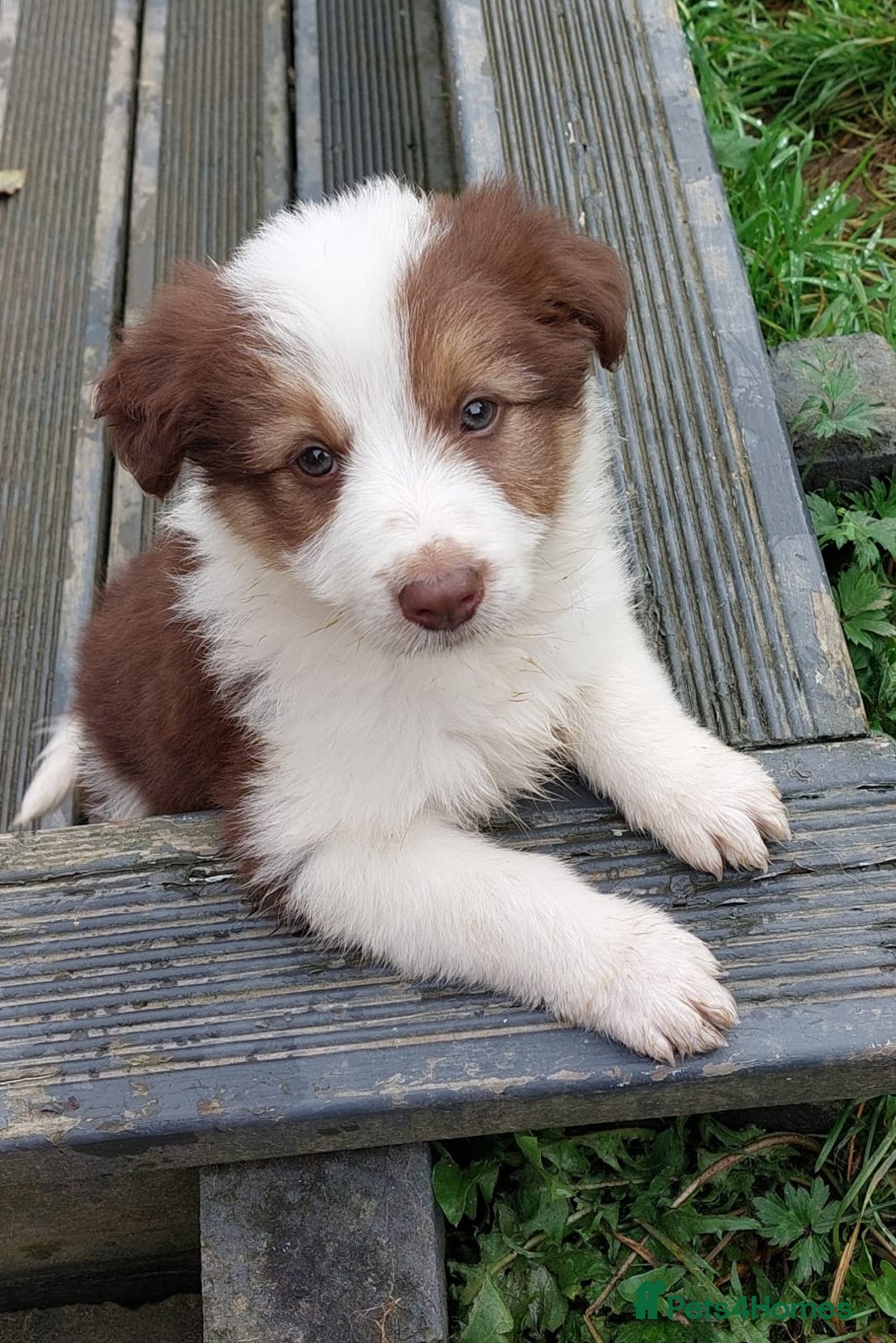 Bearded Collie dogs for sale: Red beardie collie pups  - Image 10