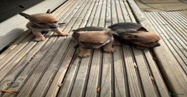 Chihuahua dogs 3 stunning teacup chihuahua puppies ready to go  - Advert 2