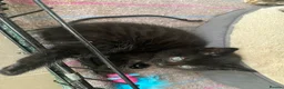 Mixed Breed cats for sale: Beautiful characterful kittens for sale. - Advert 10