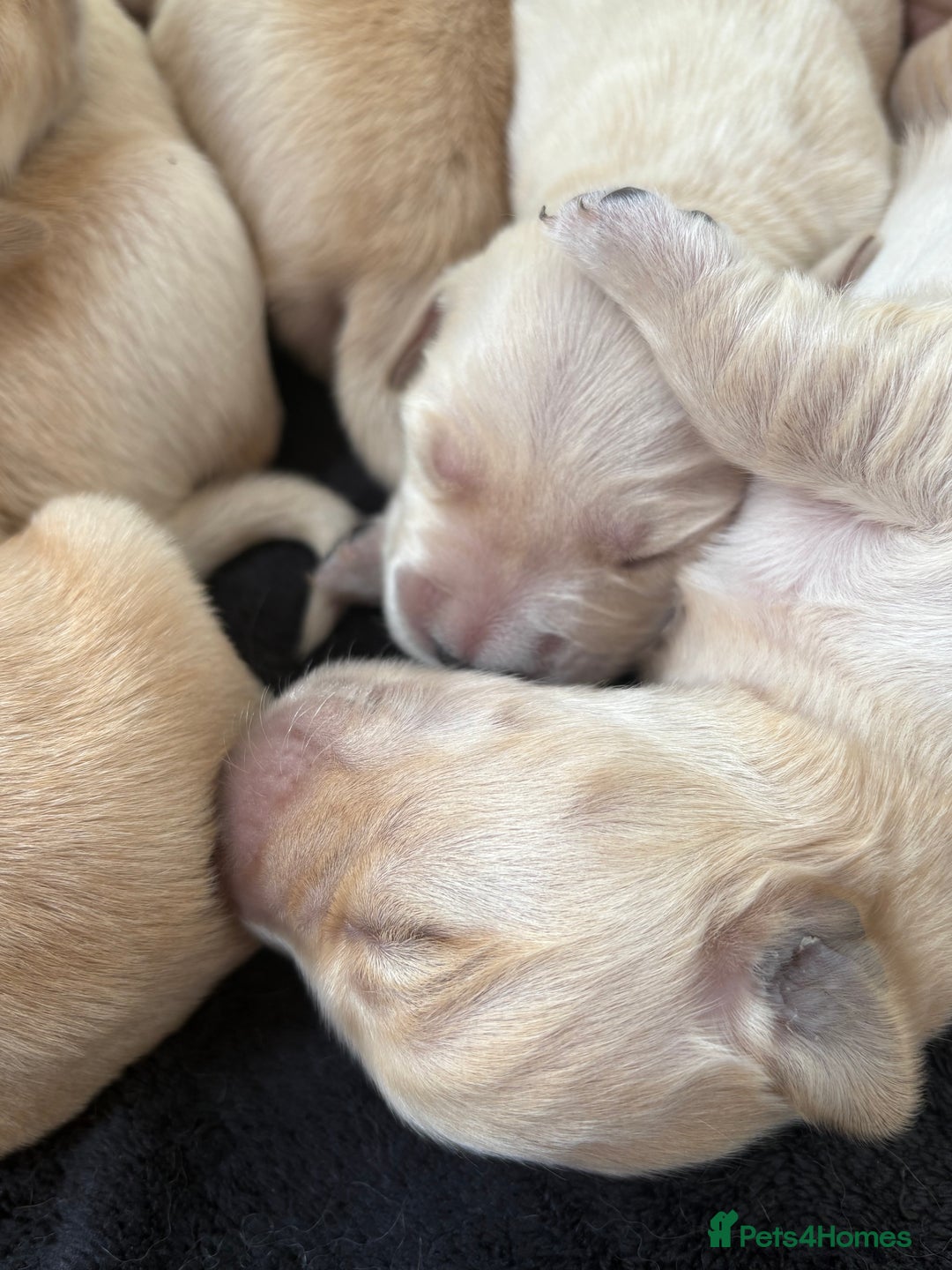 Golden Retriever dogs for sale: Golden retriever puppy Available 🐶🐾🦴  - Image 14
