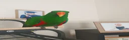 Parrots birds for sale: Male eclectus approximately 8 years old - Advert 5