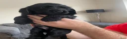 Cocker Spaniel dogs for sale: Beautiful cocker spaniels  - Advert 4