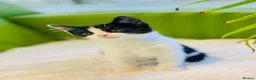 Mixed Breed cats for sale: Kittens for sale ,mixed breed, wonderful behaviour - Advert 5