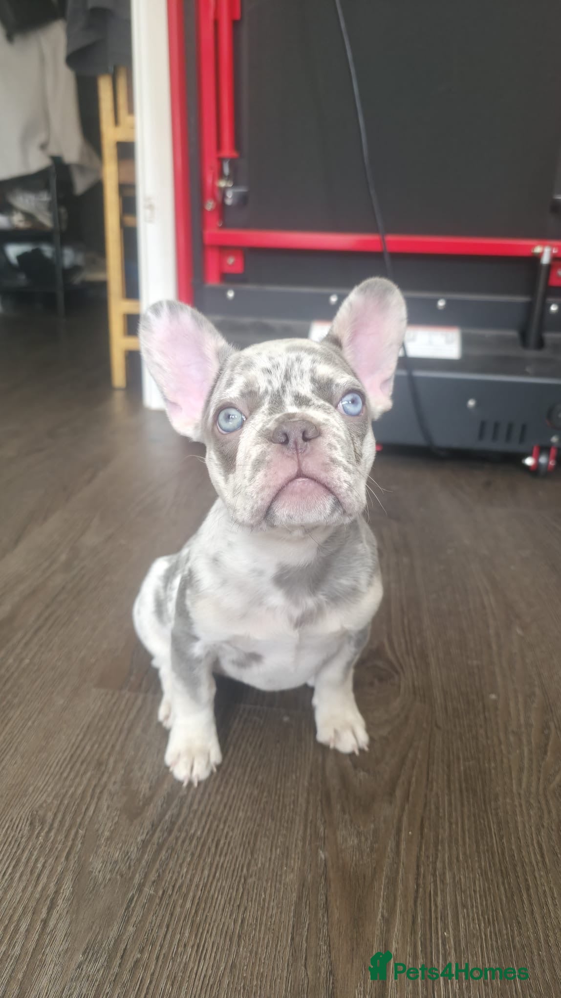 French Bulldog dogs Ready to go - Lilac Merle Frenchie 💗 - Advert 2