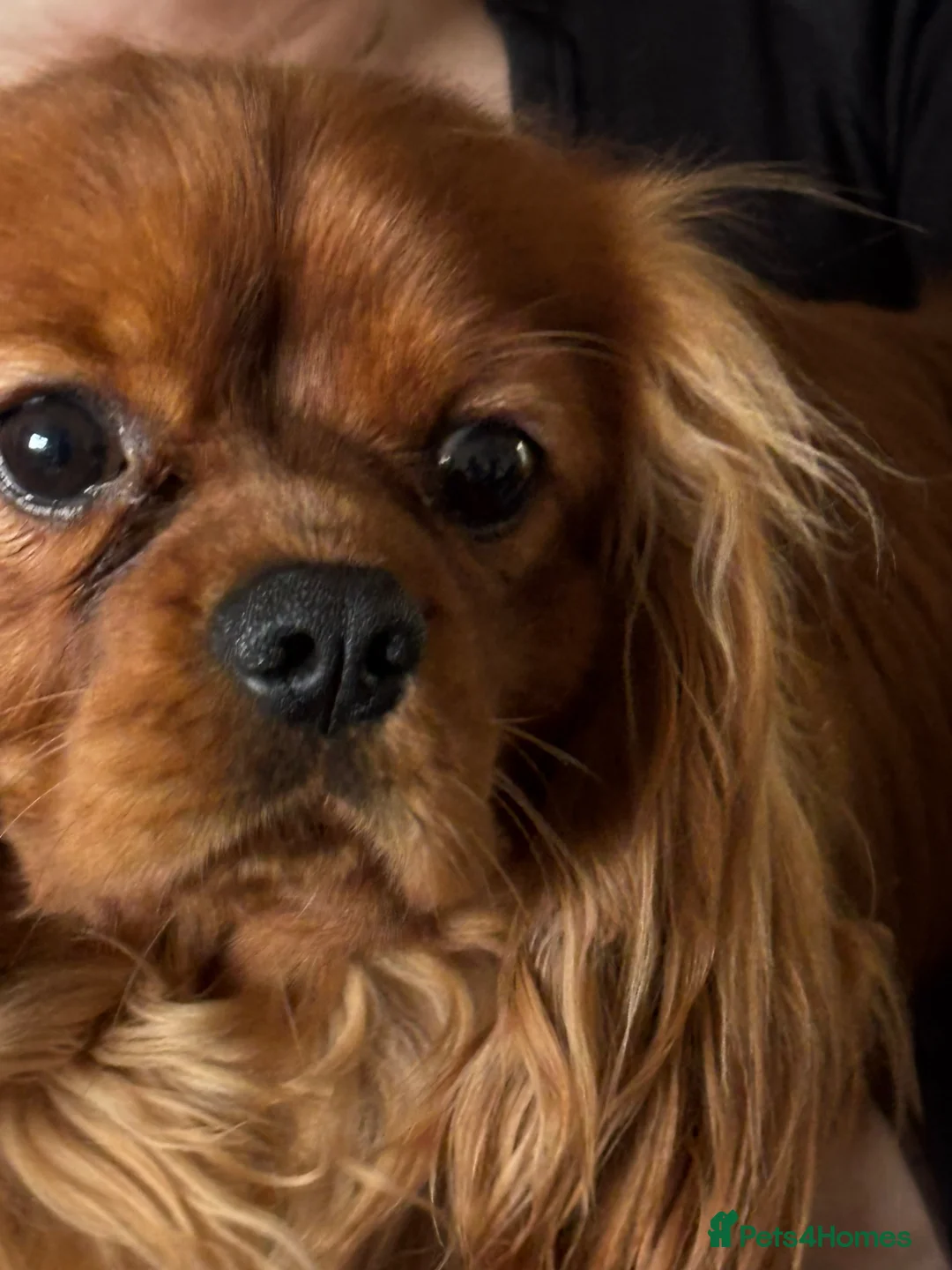 Cavalier King Charles Spaniel dogs for stud: Stud available. Solid Ruby Cavalier King Charles - Advert 3