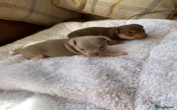 Jack Russell dogs for sale: Gorgeous Miniature Jack Russell Puppies For Sale - Image 3