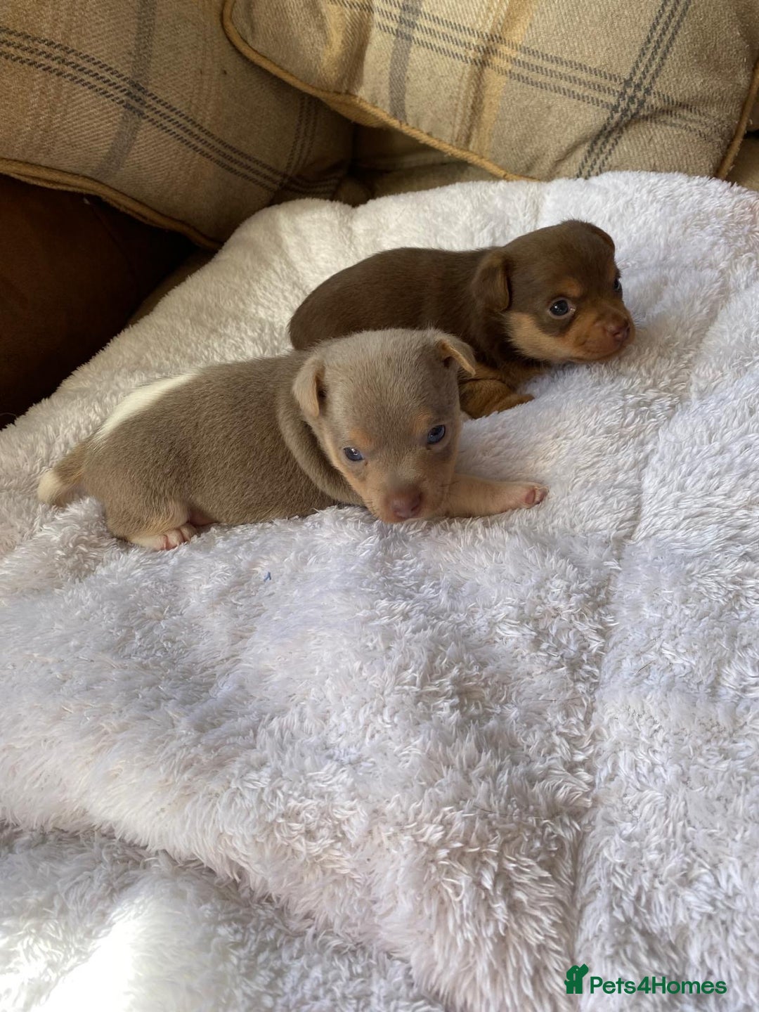 Jack Russell dogs for sale: Gorgeous Miniature Jack Russell Puppies For Sale - Image 3