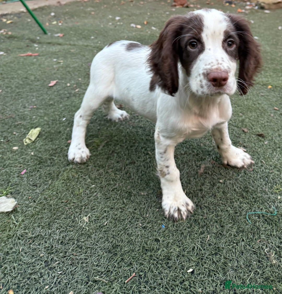 Cocker Spaniel dogs for sale: Extensively Health Tested KC Registered Puppy - Image 5