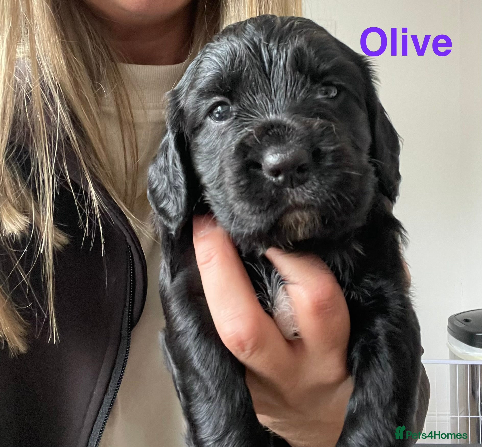 Sprocker dogs Beautiful Sprocker Puppies - Advert 2