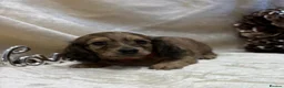 Miniature Dachshund dogs for sale: Stunning KC Long Haired Miniature Dachshund 🐶🐶 - Advert 40