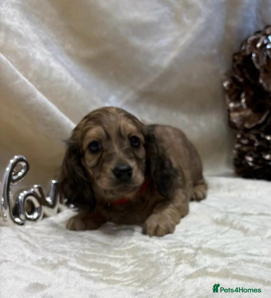 Miniature Dachshund dogs for sale: Stunning KC Long Haired Miniature Dachshund 🐶🐶 - Advert 40