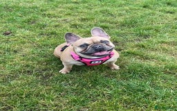 French Bulldog dogs for sale: Male and Female French Bulldogs - Image 3