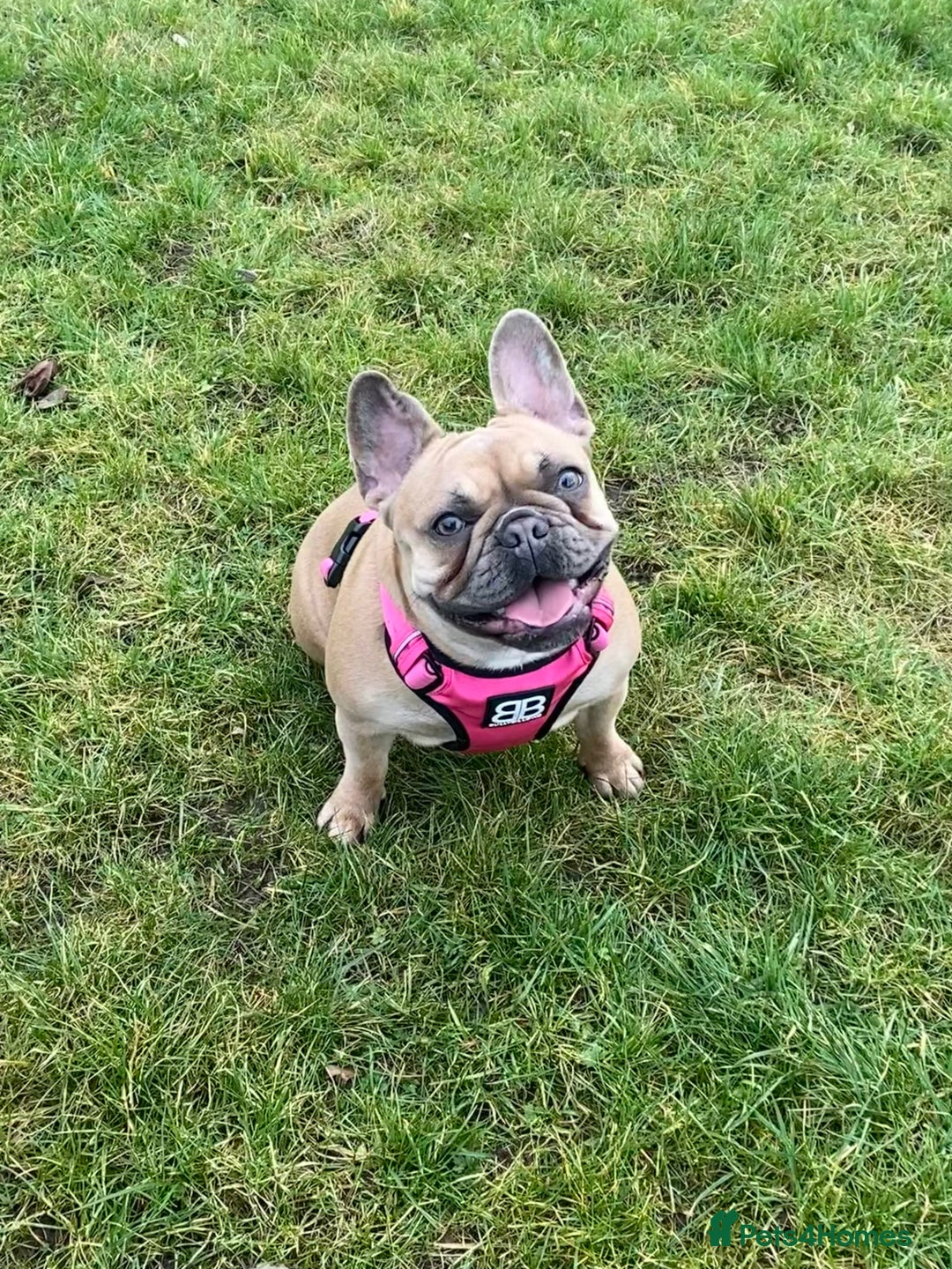 French Bulldog dogs for sale: Male and Female French Bulldogs - Image 3