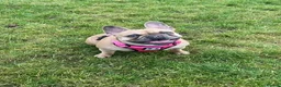French Bulldog dogs for sale: Male and Female French Bulldogs - Advert 3