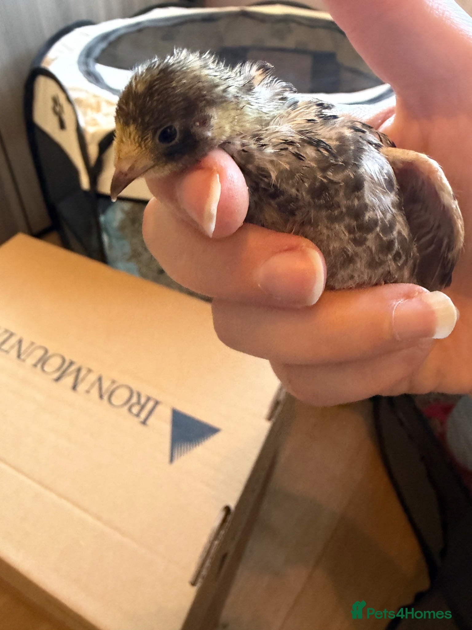 Quail poultry Chinese painted!Button male Quail  - Advert 9