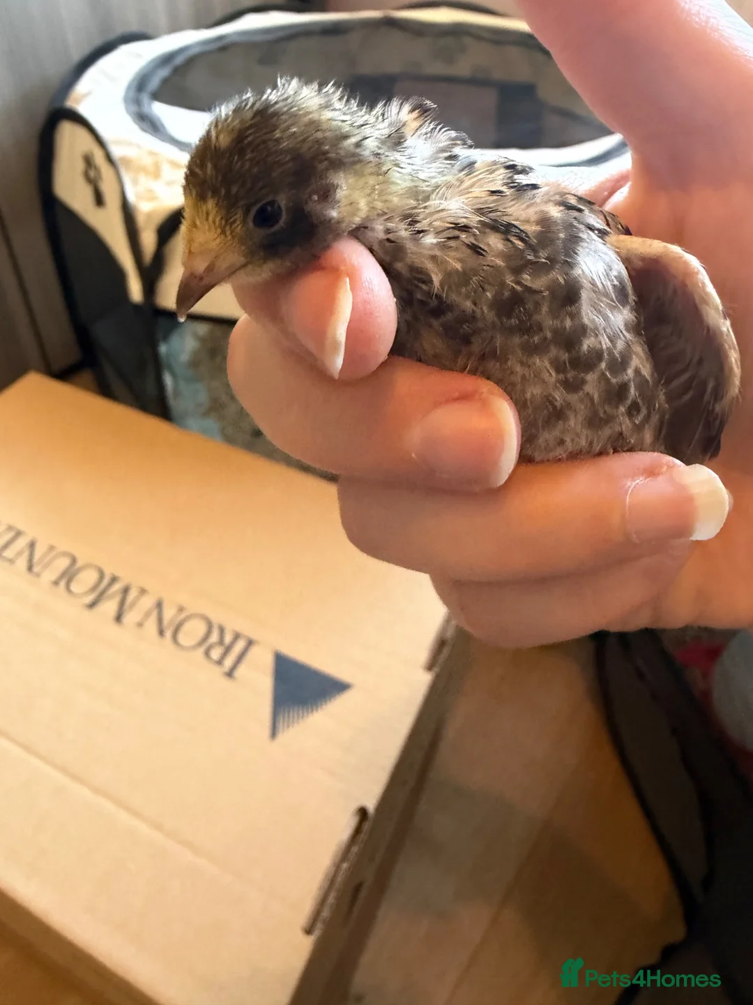Quail poultry for sale: Chinese painted!Button male Quail  - Advert 1