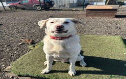 Mixed Breed dogs for adoption: DOUGIE - looking for an active guardian. - Image 11