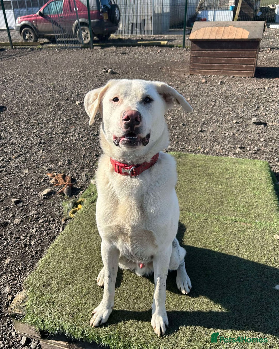 Mixed Breed dogs for adoption: DOUGIE - looking for an active guardian. - Image 11