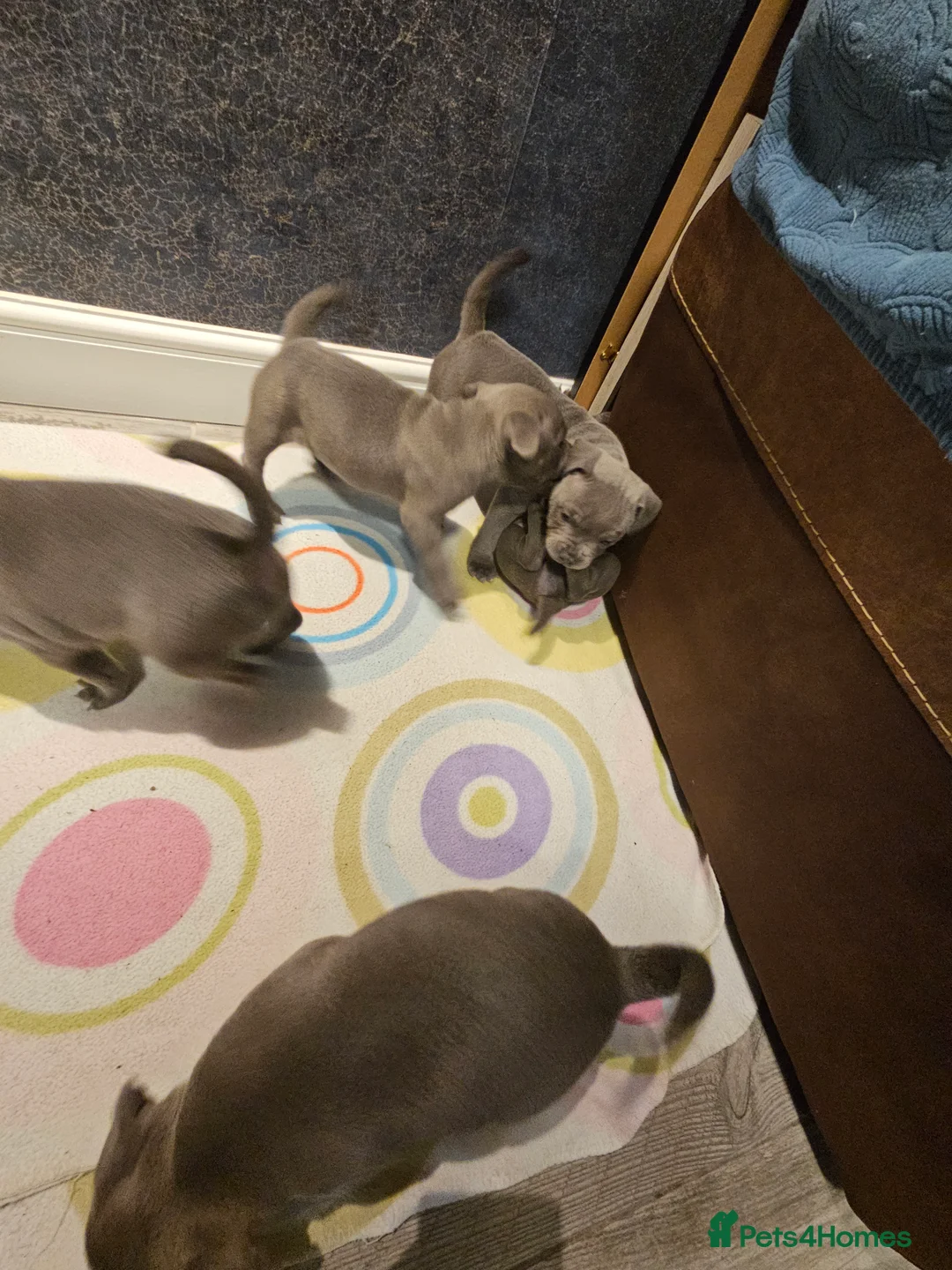 Staffordshire Bull Terrier dogs for sale: Blue staffordshire bull terrier pups - Advert 9