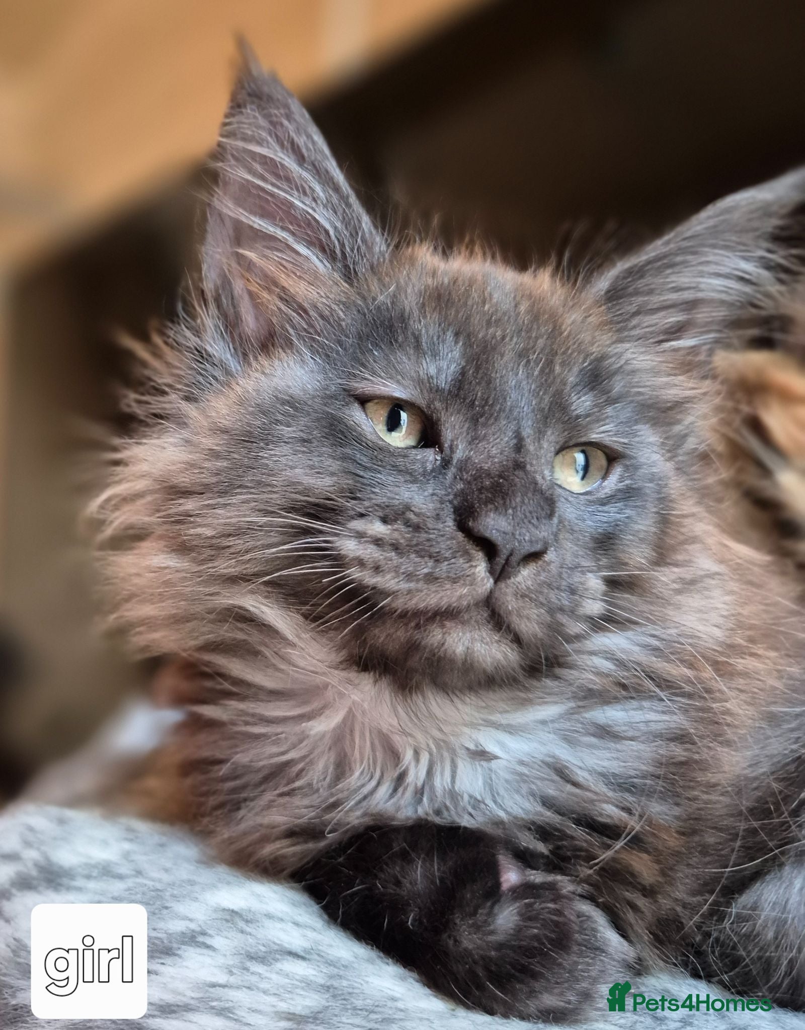 Maine Coon cats Mein con  - Advert 5