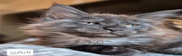 Maine Coon cats for sale: Mein con  - Advert 7